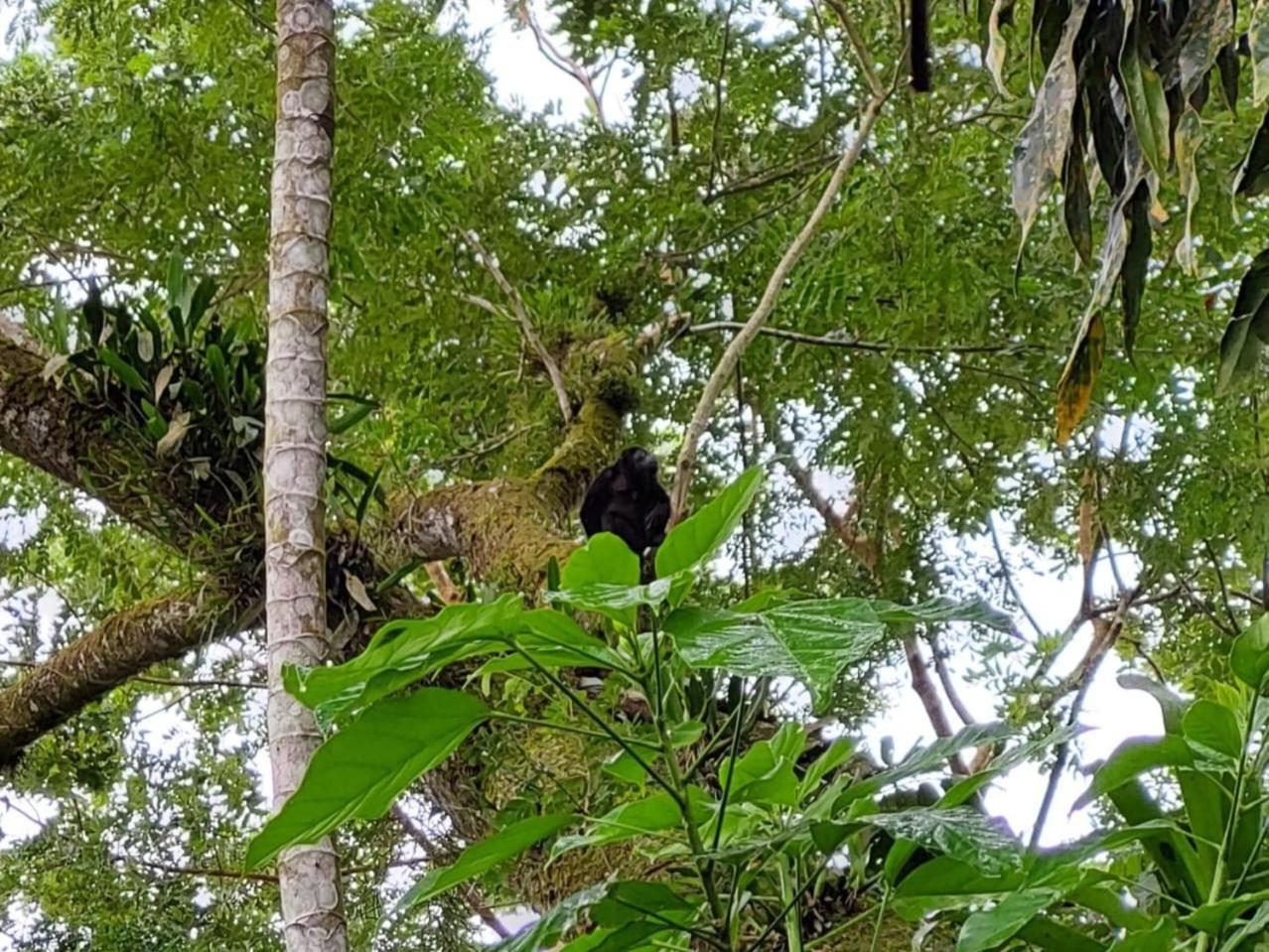 Hope Garden, Sarapiqui, We Connect You With The Sarapiqui Tropical Forest Exterior photo